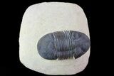 Paralejurus Trilobite Fossil - Foum Zguid, Morocco #70072-2